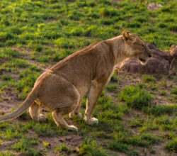 The Queen of the Jungle