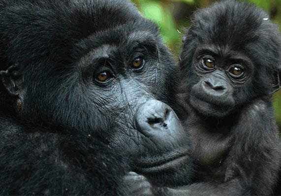 friendly-safaris-uganda-gorilla-safaris